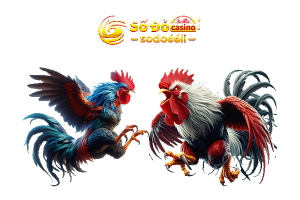 đá gà sodo66 kịch tính